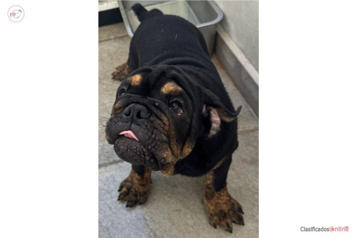 Bulldog ingles  Puerto Rico