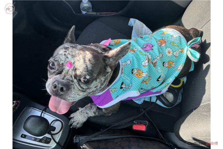 French bulldog hembra adulta  Puerto Rico