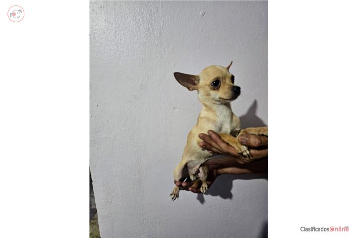 Chihuahua macho Puerto Rico