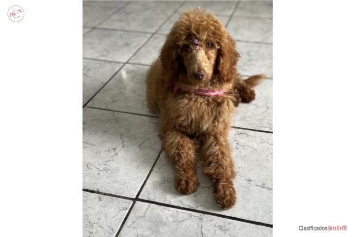 Vendo Poodle Standard Puerto Rico