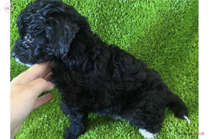 Hembra bernedoodle color negra Puerto Rico