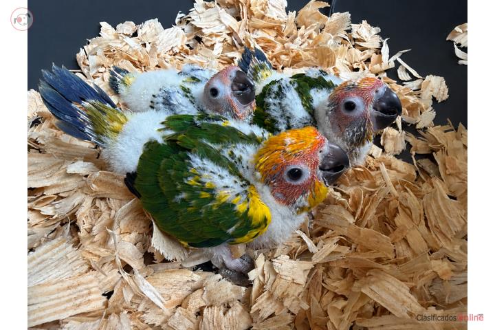 Sun Conure Bebe Puerto Rico