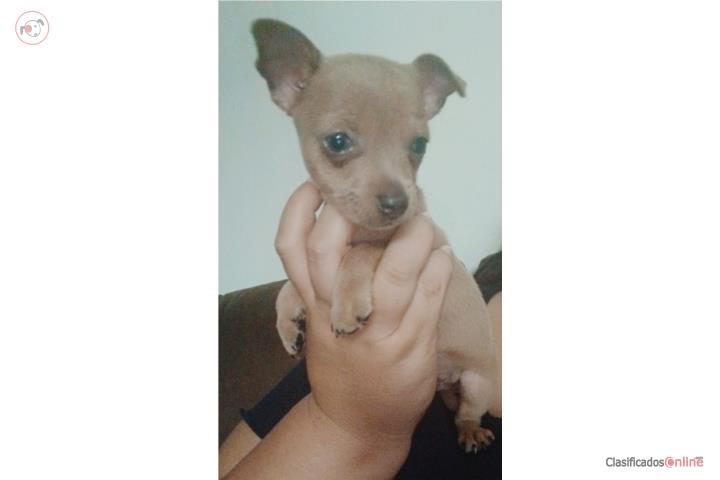 Chihuahua Nene  Puerto Rico
