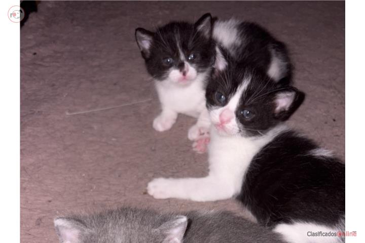 Gatitos en adopcion Puerto Rico