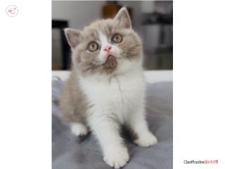 British Shorthair TICA Registered