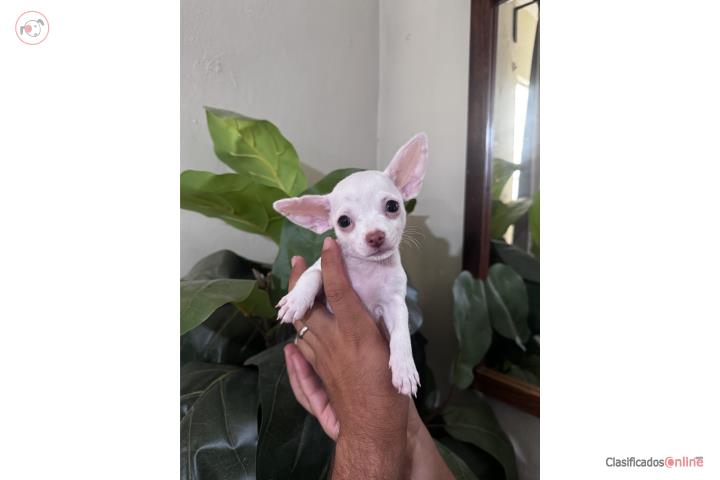 Chihuahua Macho blanco Puerto Rico