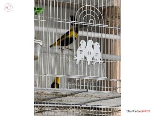 Weaver amarillos listos para criar 