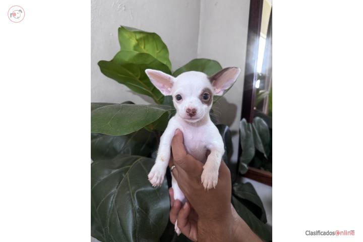 Chihuahua Hembra Blanca y chocolate  Puerto Rico