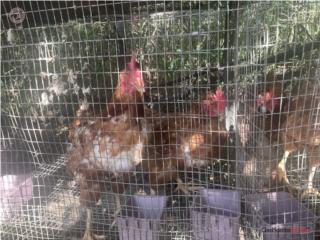 Gallinas ponedoras 