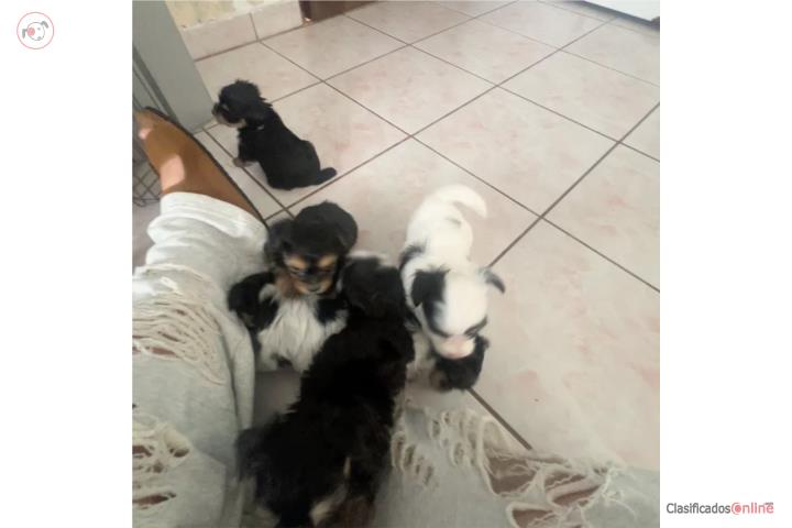 Yorkies Mini Puerto Rico