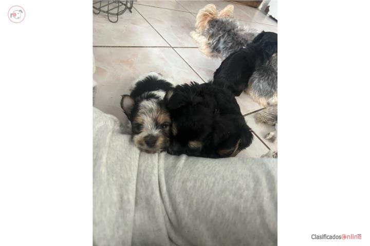 Yorkie Macho Pequeño Puerto Rico