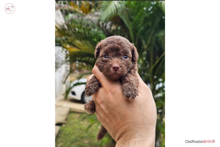 Poodle toy chocolate  Puerto Rico