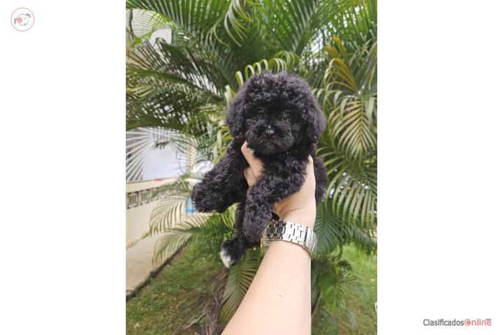 Poodle toy Puerto Rico