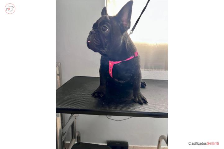French Bulldog Hembra Puerto Rico