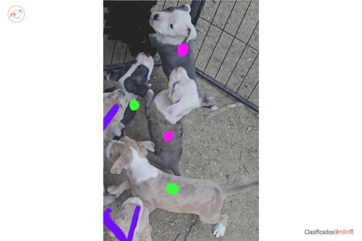 American pitbull merles Puerto Rico