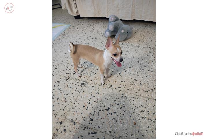 Chihuahua  Puerto Rico
