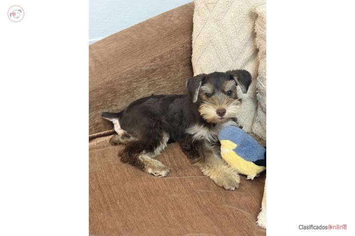 Mini schnauzer  Puerto Rico