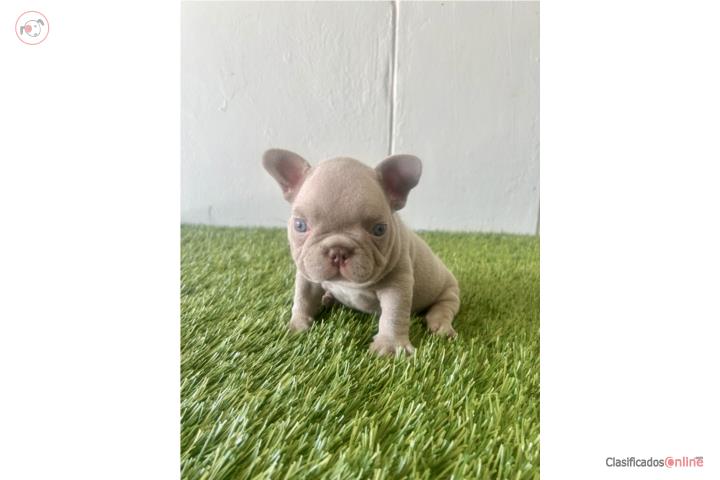 French Bulldog macho Puerto Rico