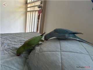 Pareja Ringneck