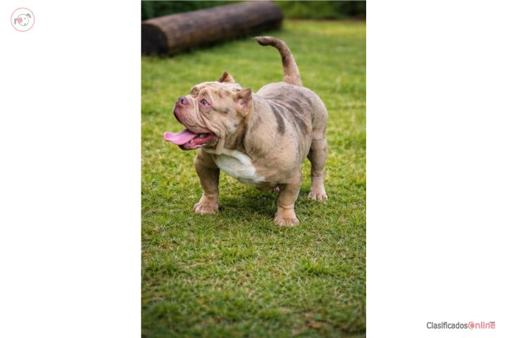 American bully merle Puerto Rico