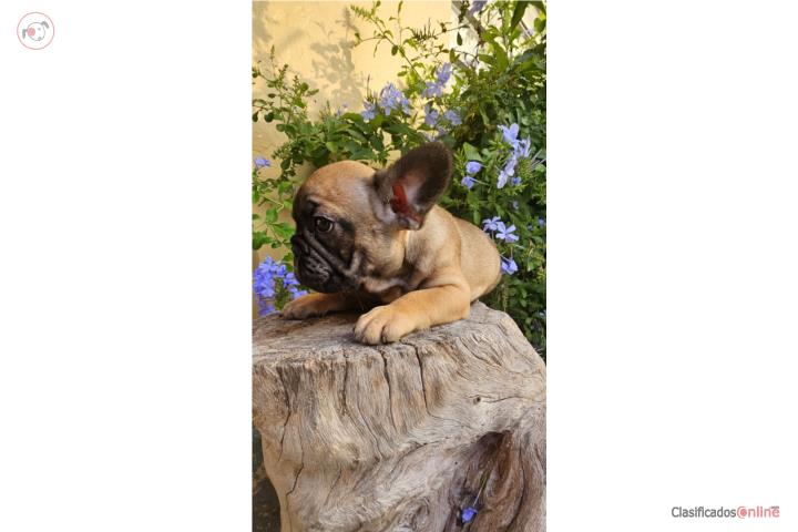 Frenchies portadores de fluffy  Puerto Rico