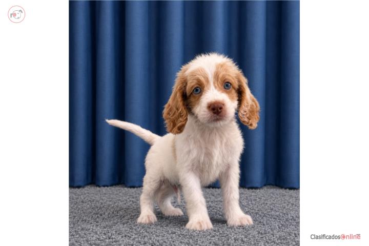Cockapoo  Puerto Rico