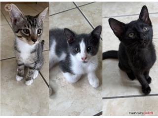 Gatitos en adopcion