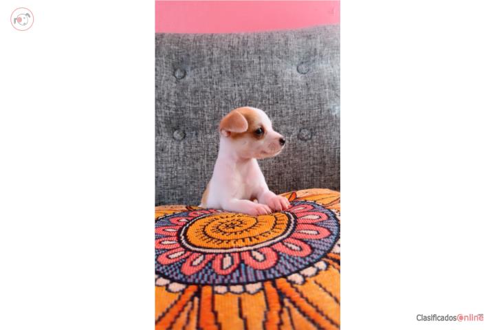 Chihuahua toy Puerto Rico
