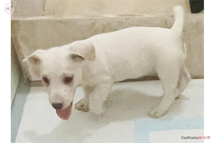 Hembra Jack Russell Terrier Puerto Rico