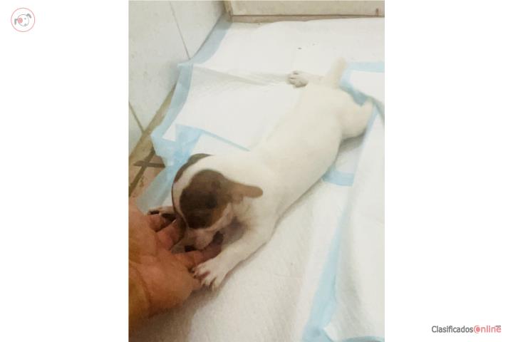 Jack Russell Hembras Puerto Rico