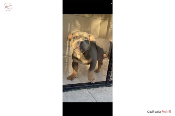 Pitbull bully tree color  Puerto Rico