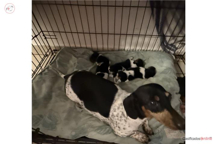 Dachshunds Merles Puros Puerto Rico