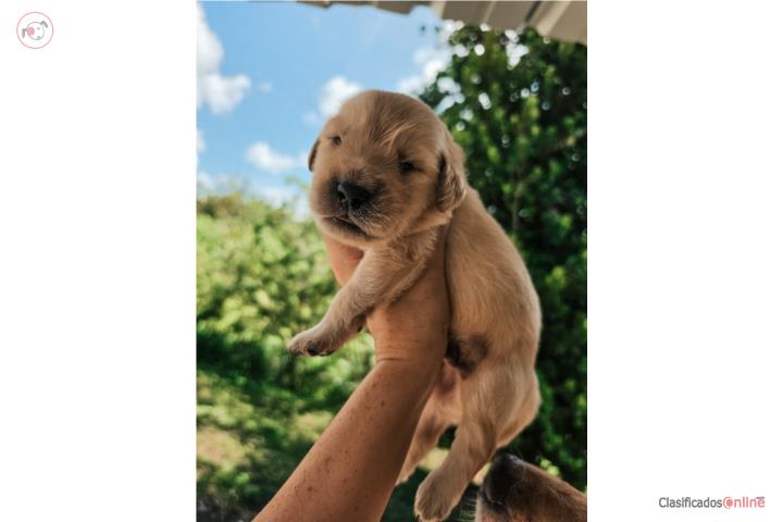 Golden retriever  Puerto Rico