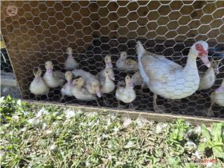 Patos Criollos