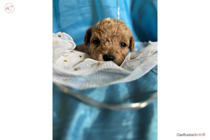 Niña toy poodle  Puerto Rico