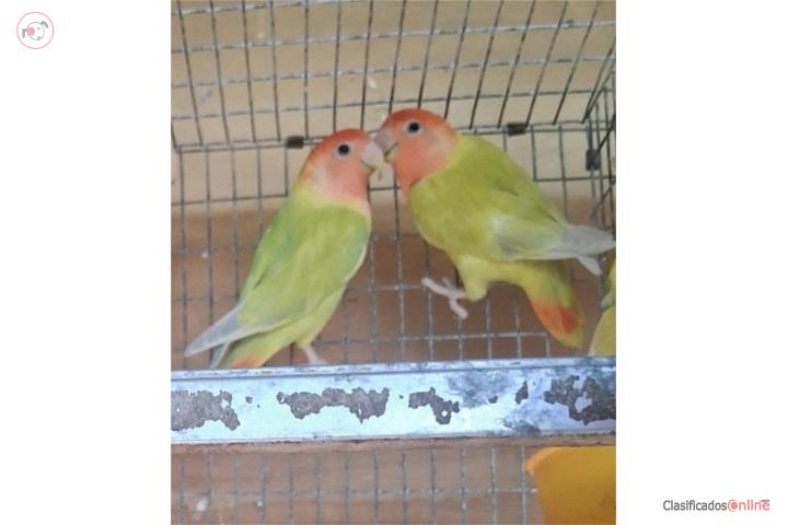 Pareja de lovebird opalinos  Puerto Rico