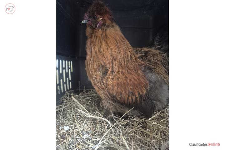 Silkie Puerto Rico