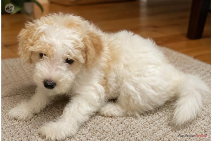 Mini Poodle pinto  Puerto Rico