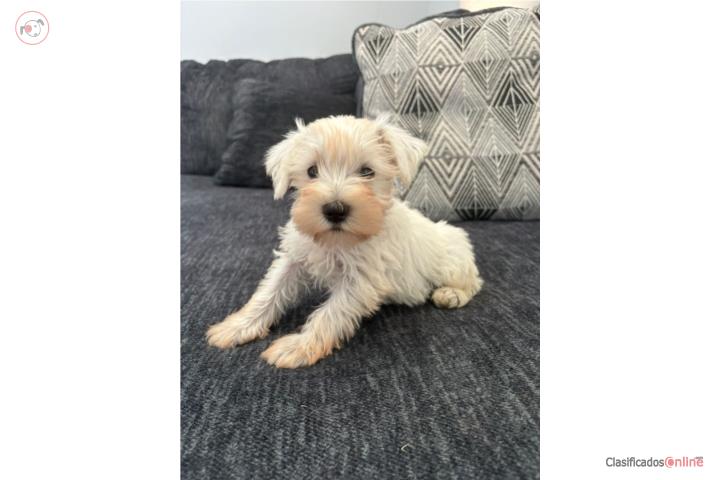 Miniature Schnauzer Puerto Rico