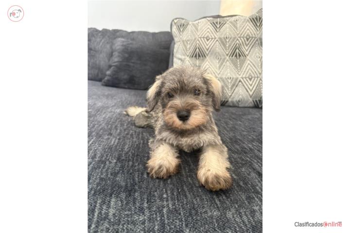 Miniature Schnauzer Puerto Rico