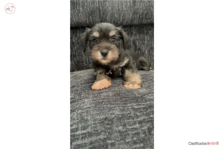 Miniature Schnauzer Puerto Rico