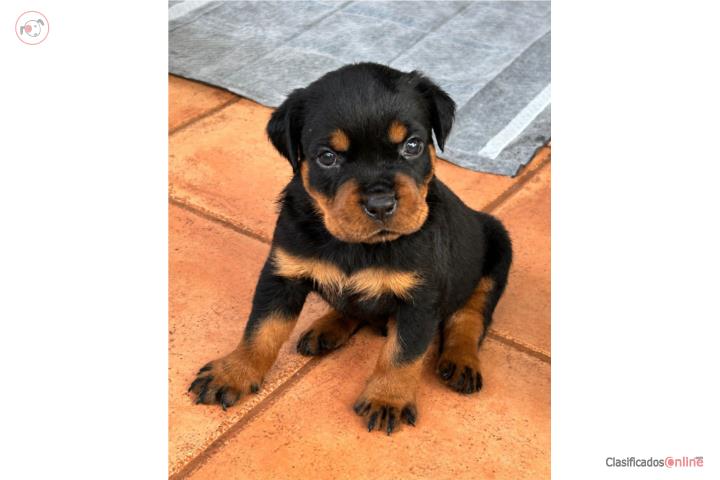 Rottweiler  Puerto Rico