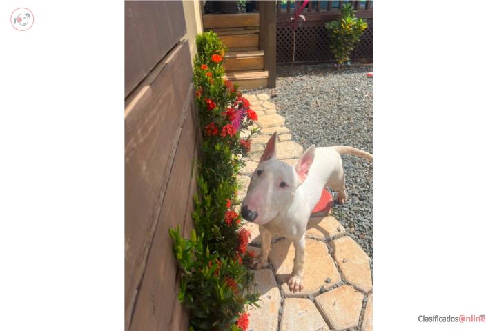 Bull terrier female  Puerto Rico