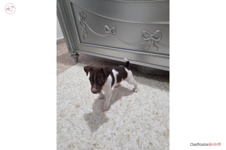 Rat Terrier macho color chocolate y blanco  Puerto Rico