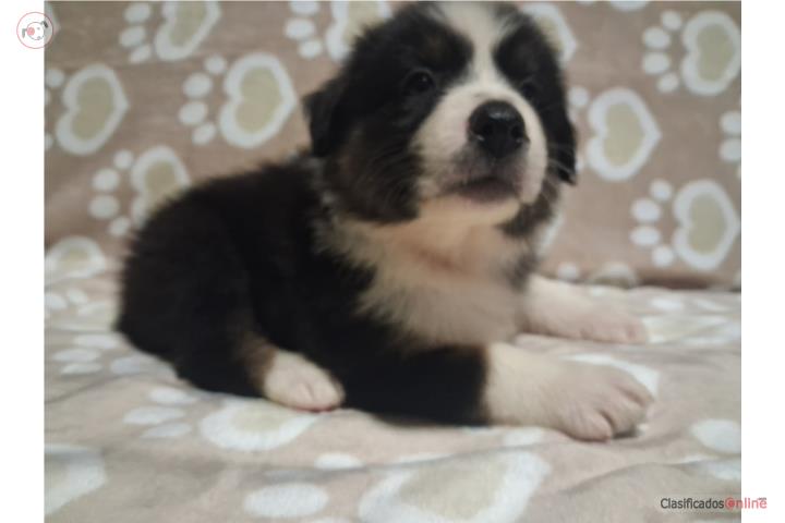 Australian shepherd  Puerto Rico