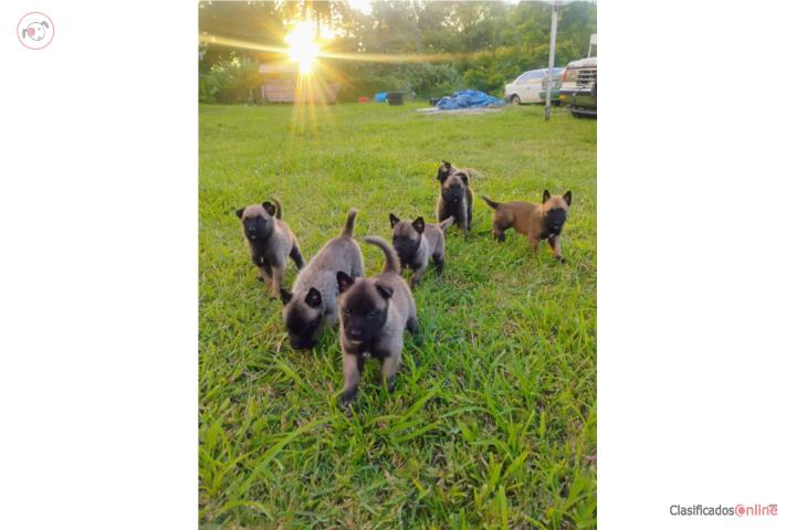 Belgas malinois  Puerto Rico