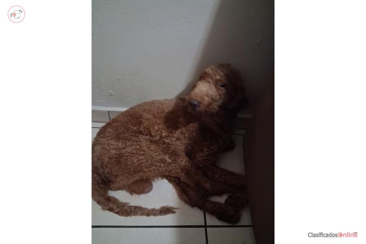 Poodle standar papeles akc Puerto Rico