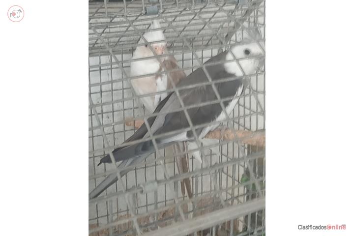 PAREJA DE COCKATIEL W/F Puerto Rico
