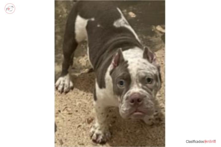 Bully Puerto Rico