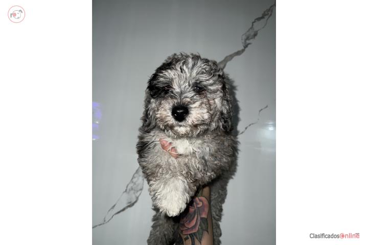 Poodle Blue Merle  Puerto Rico